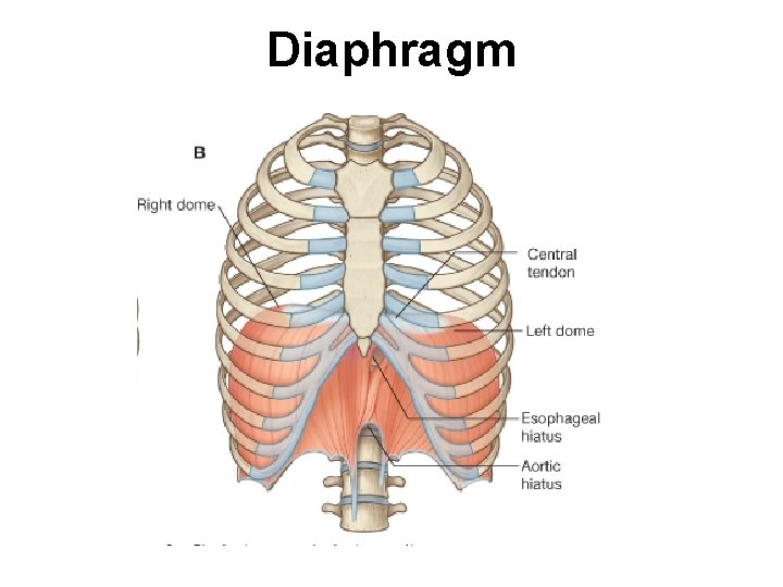 Diaphragm 