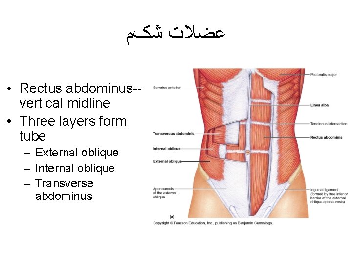  ﻋﻀﻼﺕ ﺷکﻢ • Rectus abdominus-vertical midline • Three layers form tube – External