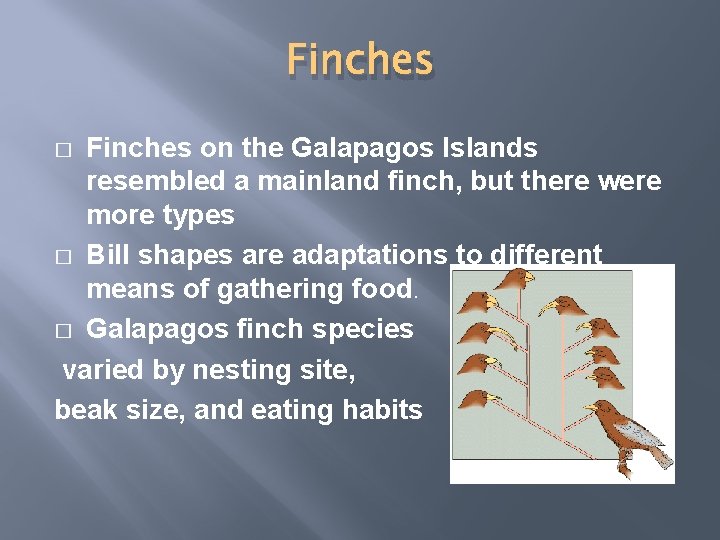 Finches on the Galapagos Islands resembled a mainland finch, but there were more types