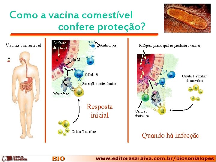 Como a vacina comestível confere proteção? Vacina comestível Antígeno da vacina Anticorpos Patógeno para