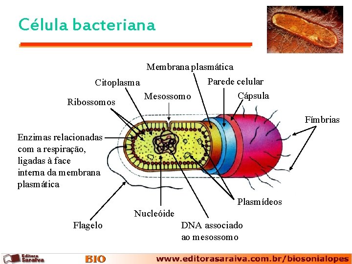 Célula bacteriana Membrana plasmática Citoplasma Ribossomos Mesossomo Parede celular Cápsula Fímbrias Enzimas relacionadas com