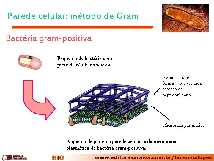 Parede celular: método de Gram Bactéria gram-positiva Esquema de bactéria com parte da célula