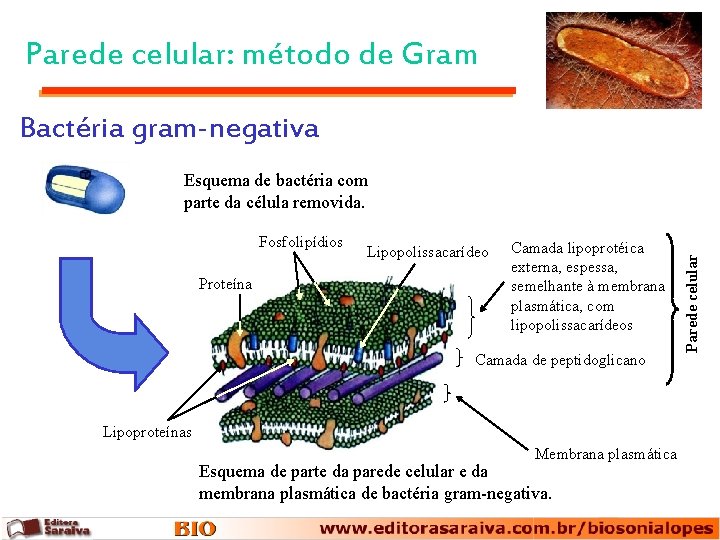 Parede celular: método de Gram Bactéria gram-negativa Fosfolipídios Proteína Lipopolissacarídeo Camada lipoprotéica externa, espessa,