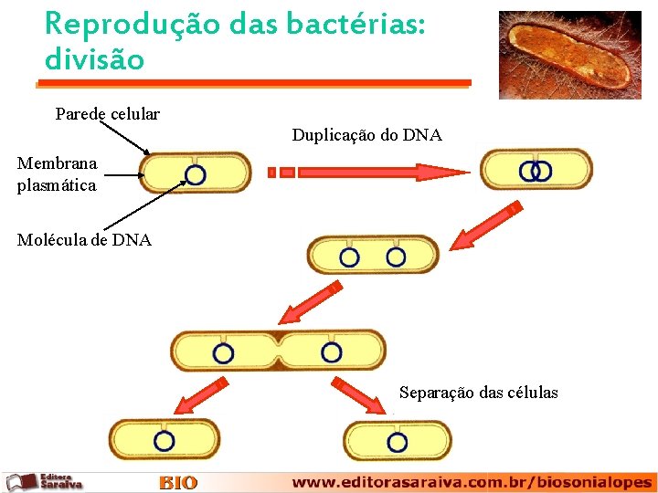 Reprodução das bactérias: divisão Parede celular Duplicação do DNA Membrana plasmática Molécula de DNA