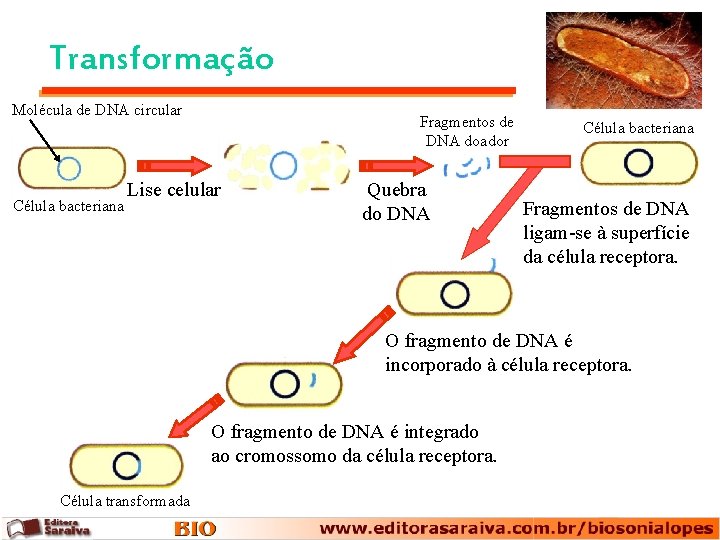 Transformação Molécula de DNA circular Célula bacteriana Fragmentos de DNA doador Lise celular Quebra