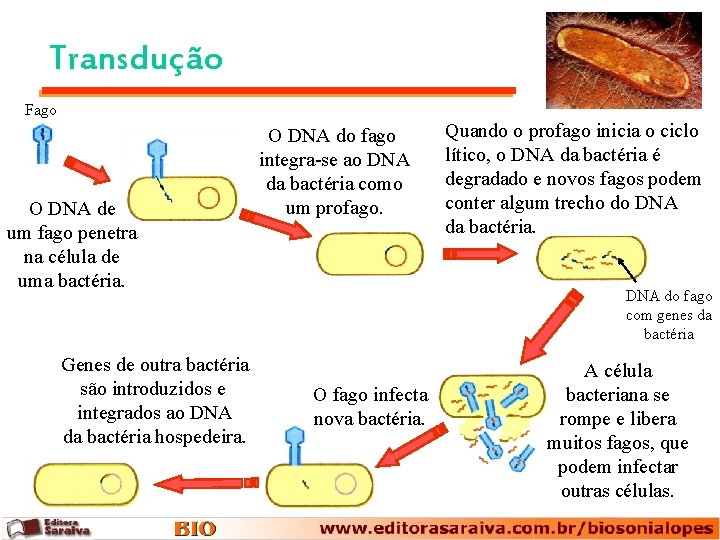 Transdução Fago O DNA de um fago penetra na célula de uma bactéria. Genes