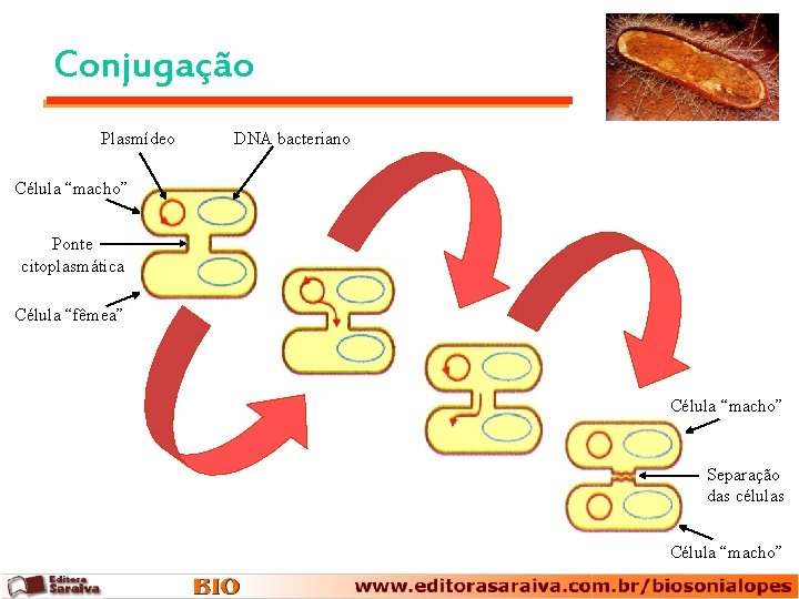 Conjugação Plasmídeo DNA bacteriano Célula “macho” Ponte citoplasmática Célula “fêmea” Célula “macho” Separação das