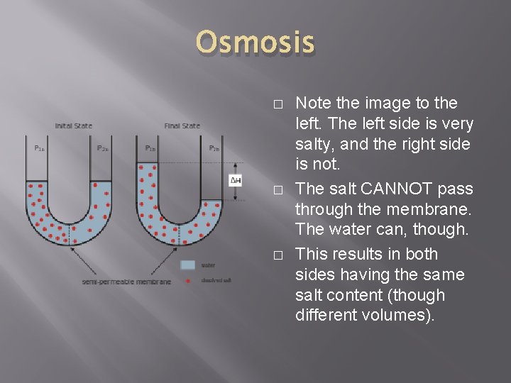 Osmosis � � � Note the image to the left. The left side is