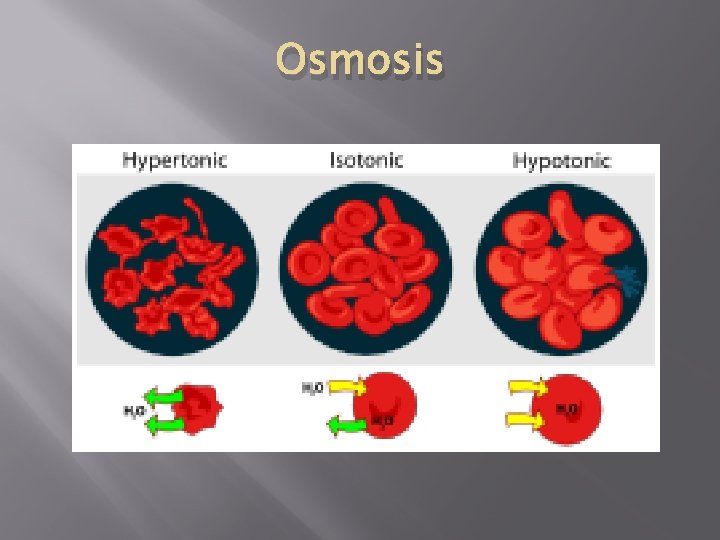 Osmosis 
