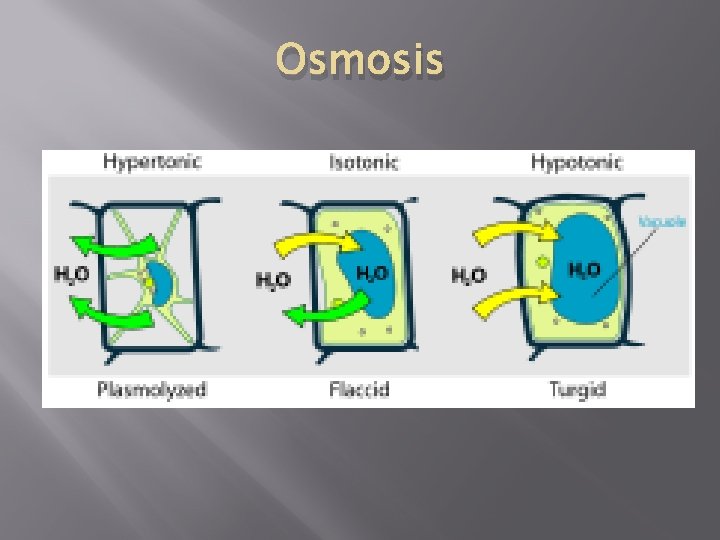 Osmosis 
