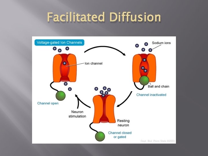 Facilitated Diffusion 