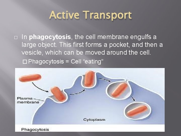 Active Transport � In phagocytosis, the cell membrane engulfs a large object. This first