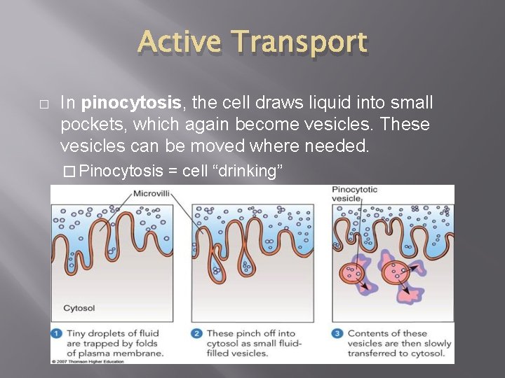 Active Transport � In pinocytosis, the cell draws liquid into small pockets, which again