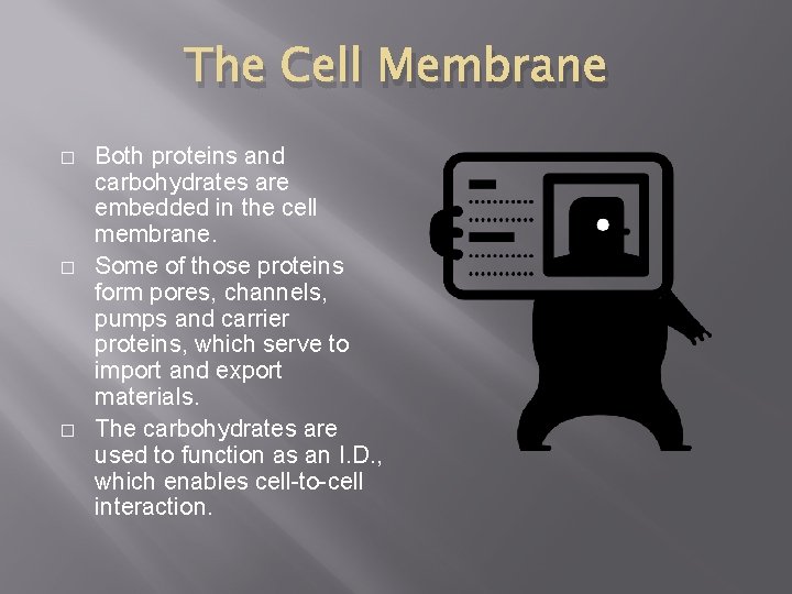 The Cell Membrane � � � Both proteins and carbohydrates are embedded in the