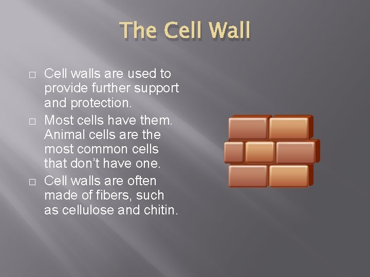 The Cell Wall � � � Cell walls are used to provide further support