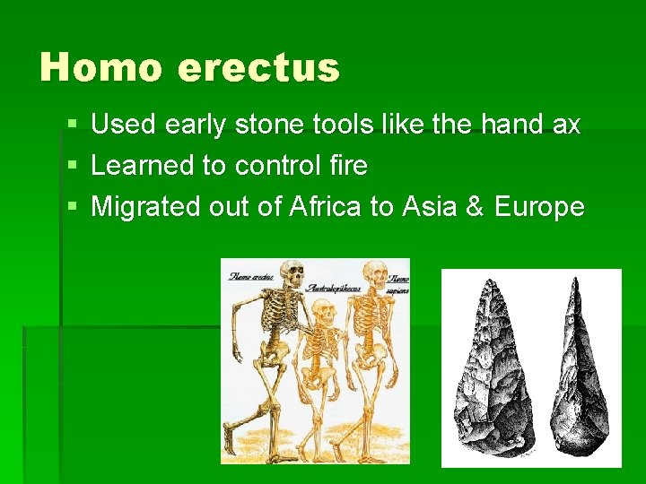 Homo erectus § § § Used early stone tools like the hand ax Learned