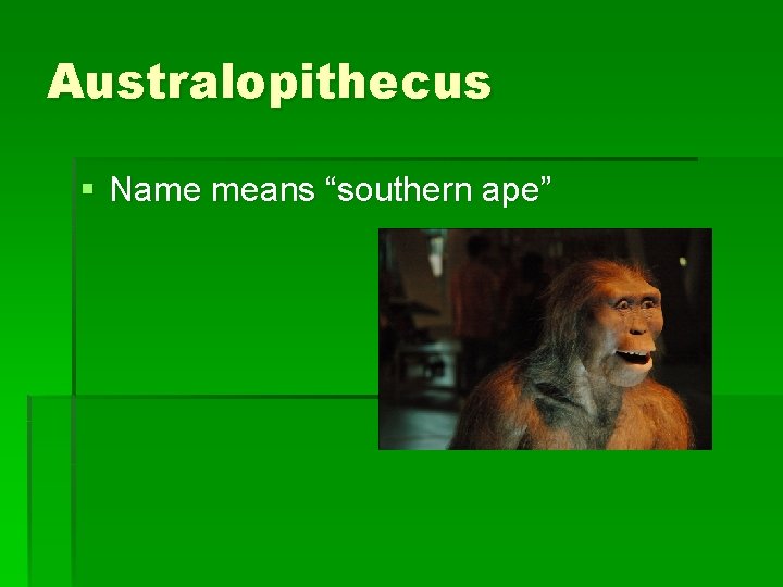 Australopithecus § Name means “southern ape” 