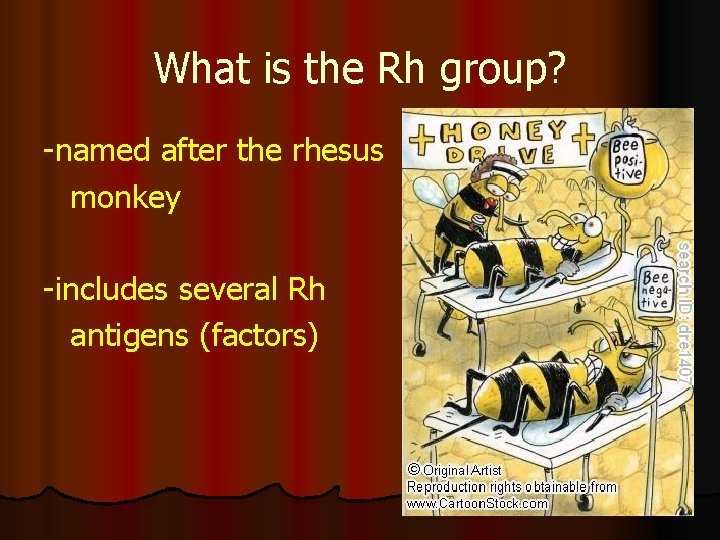 What is the Rh group? -named after the rhesus monkey -includes several Rh antigens
