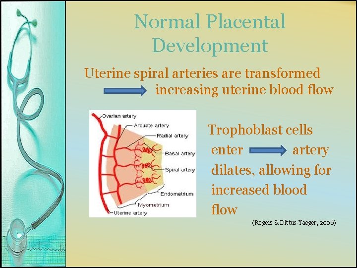 Normal Placental Development Uterine spiral arteries are transformed increasing uterine blood flow Trophoblast cells