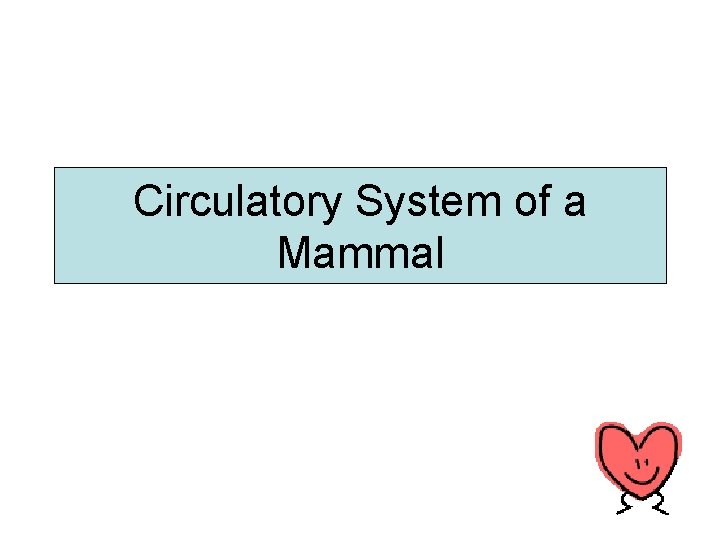 Circulatory System of a Mammal 