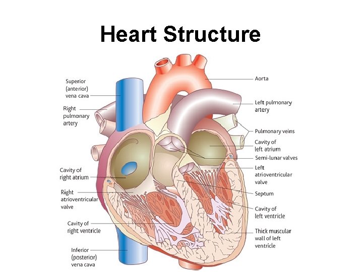 Heart Structure 