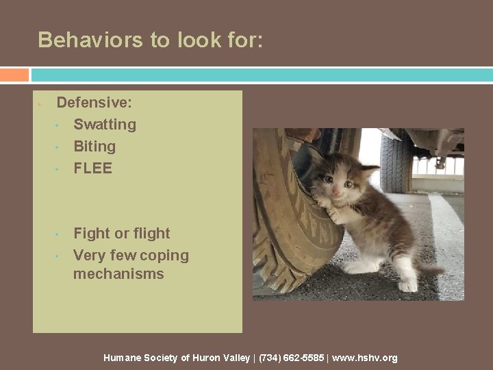 Behaviors to look for: • Defensive: • Swatting • Biting • FLEE • •