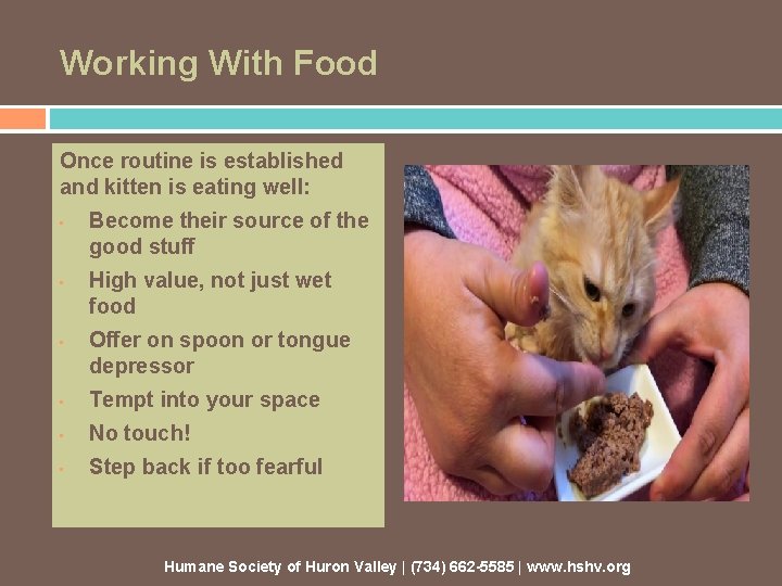 Working With Food Once routine is established and kitten is eating well: • •