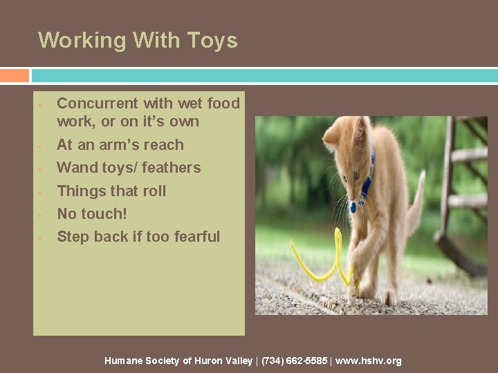 Working With Toys • Concurrent with wet food work, or on it’s own •