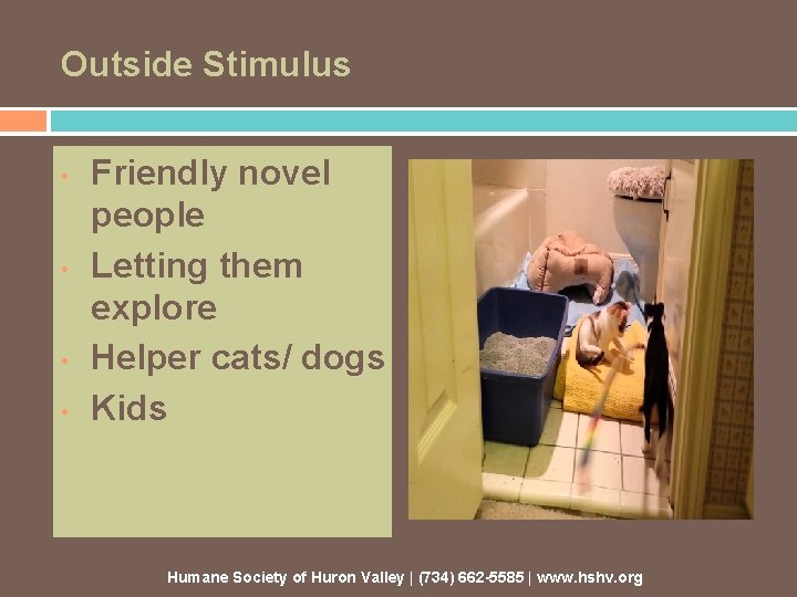 Outside Stimulus • • Friendly novel people Letting them explore Helper cats/ dogs Kids