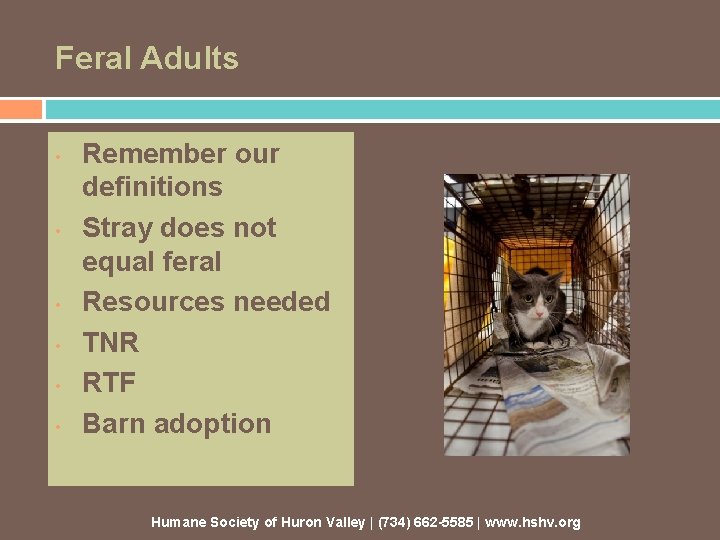 Feral Adults • • • Remember our definitions Stray does not equal feral Resources