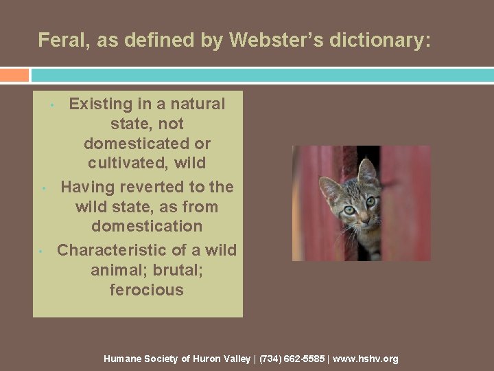 Feral, as defined by Webster’s dictionary: • • • Existing in a natural state,