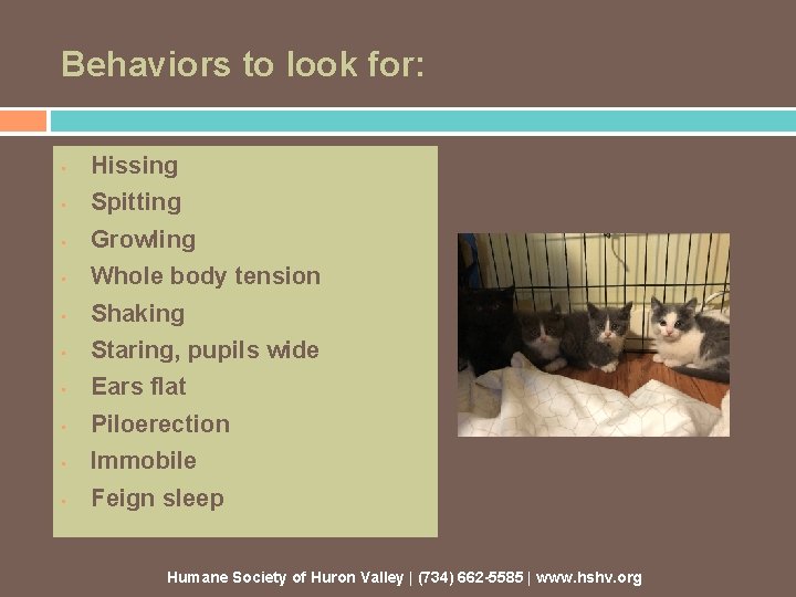 Behaviors to look for: • Hissing • Spitting • Growling • Whole body tension