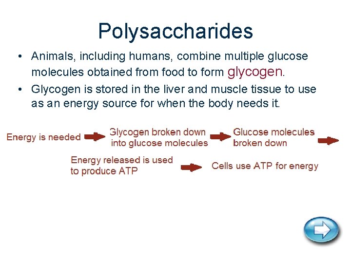 Polysaccharides • Animals, including humans, combine multiple glucose molecules obtained from food to form