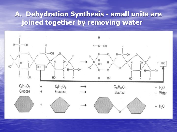 A. Dehydration Synthesis - small units are joined together by removing water 