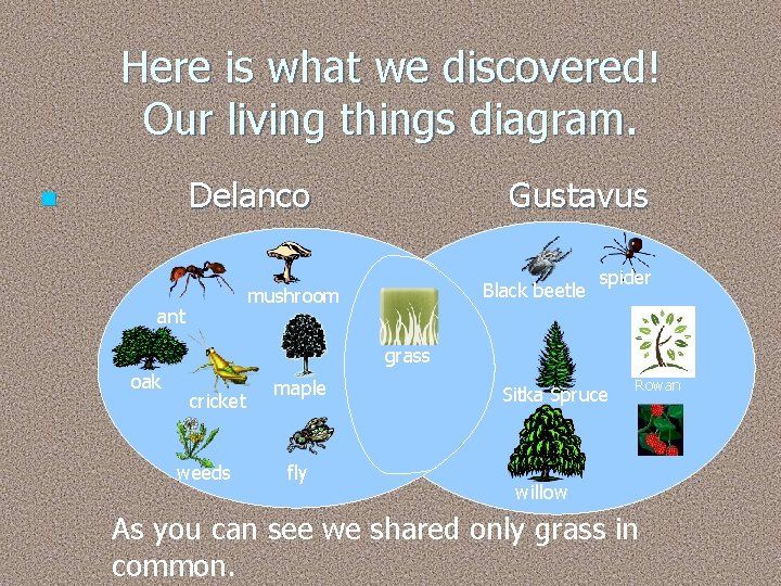 Here is what we discovered! Our living things diagram. Delanco n Gustavus Black beetle