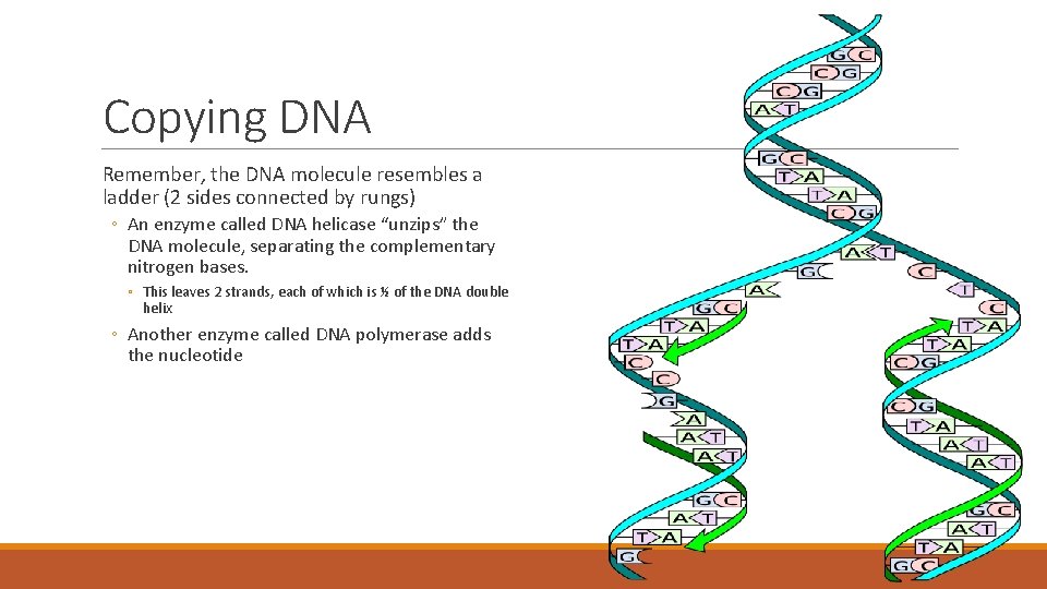 Copying DNA Remember, the DNA molecule resembles a ladder (2 sides connected by rungs)