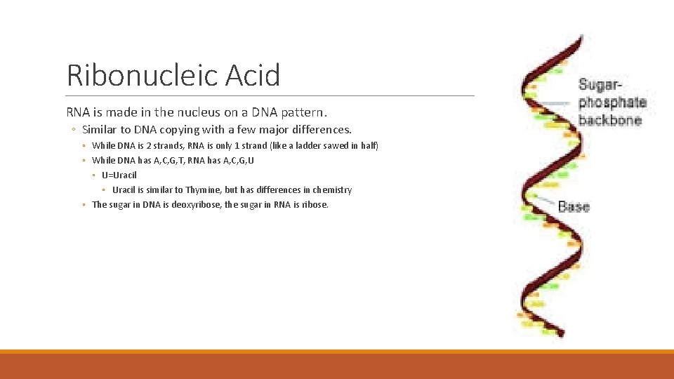 Ribonucleic Acid RNA is made in the nucleus on a DNA pattern. ◦ Similar