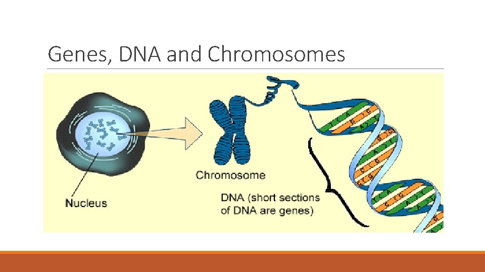 Genes, DNA and Chromosomes 