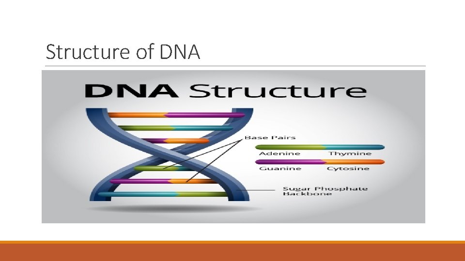 Structure of DNA 