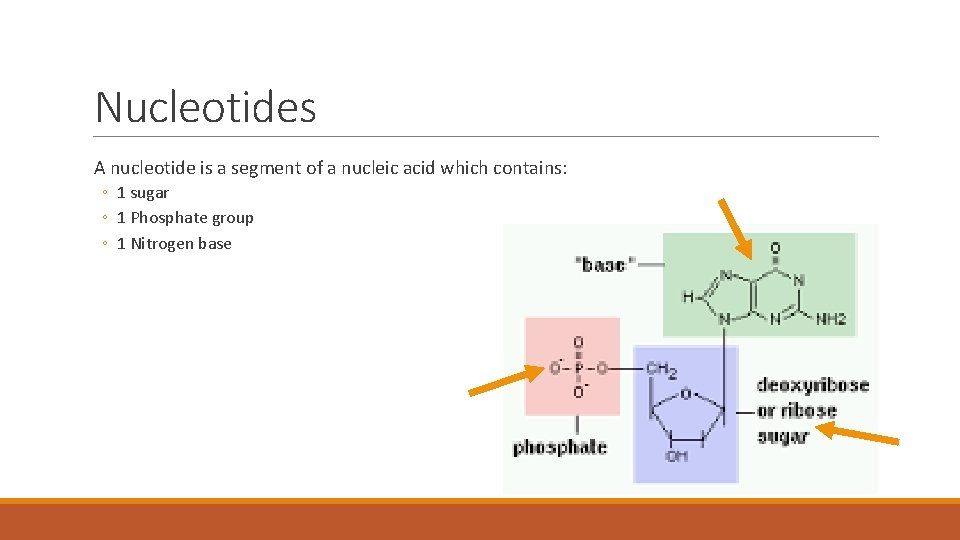 Nucleotides A nucleotide is a segment of a nucleic acid which contains: ◦ 1
