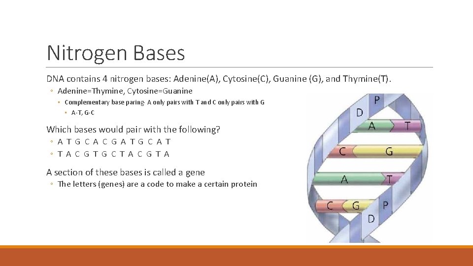 Nitrogen Bases DNA contains 4 nitrogen bases: Adenine(A), Cytosine(C), Guanine (G), and Thymine(T). ◦