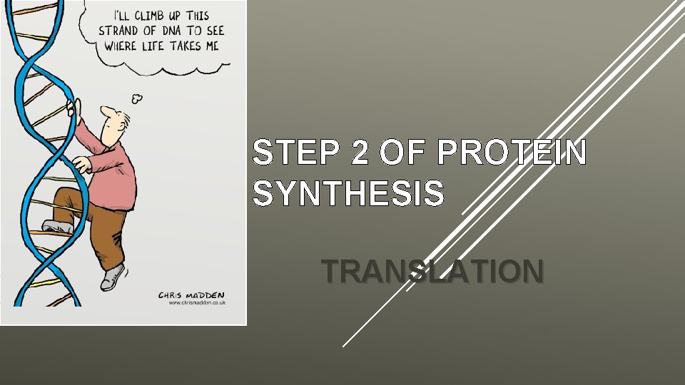 STEP 2 OF PROTEIN SYNTHESIS TRANSLATION 