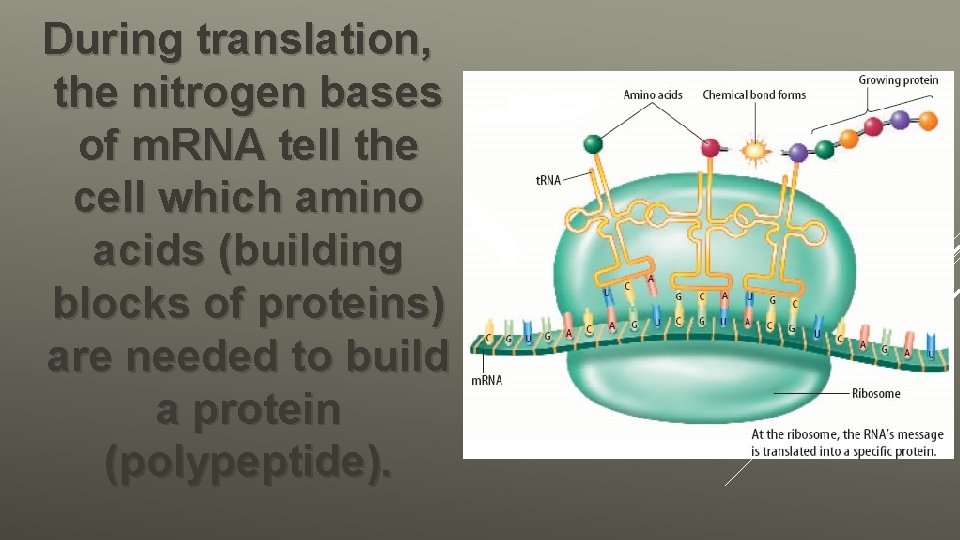 During translation, the nitrogen bases of m. RNA tell the cell which amino acids