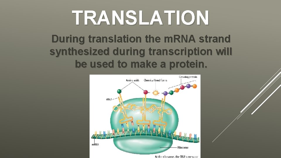 TRANSLATION During translation the m. RNA strand synthesized during transcription will be used to