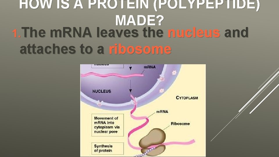 HOW IS A PROTEIN (POLYPEPTIDE) MADE? 1. The m. RNA leaves the nucleus and