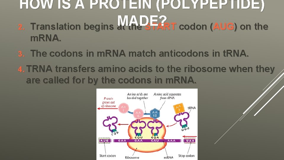 HOW IS A PROTEIN (POLYPEPTIDE) MADE? 2. Translation begins at the START codon (AUG)