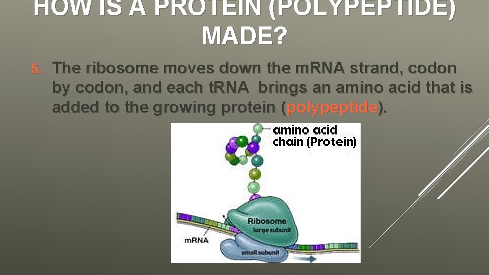 HOW IS A PROTEIN (POLYPEPTIDE) MADE? 5. The ribosome moves down the m. RNA