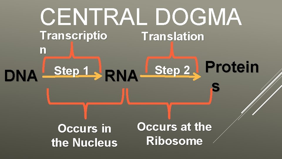 CENTRAL DOGMA DNA Transcriptio n Translation Step 1 Step 2 RNA Occurs in the