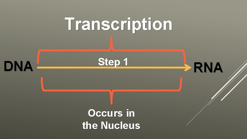 Transcription DNA Step 1 Occurs in the Nucleus RNA 