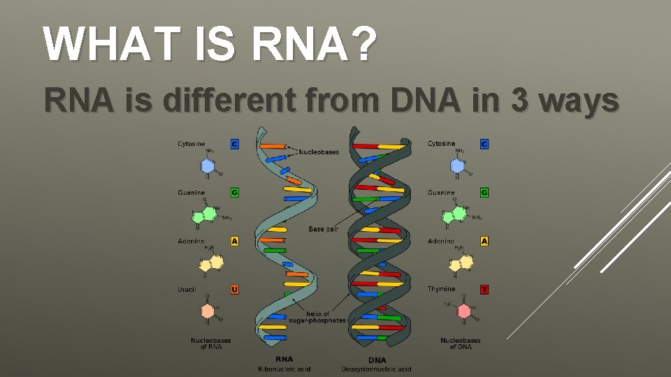 WHAT IS RNA? RNA is different from DNA in 3 ways 